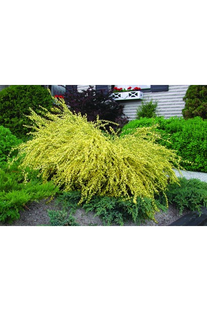 Cytisus praecox Allgold (yellow)