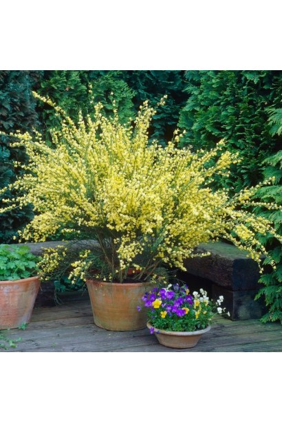 Компактный Олголд куст с золотыми цветами.