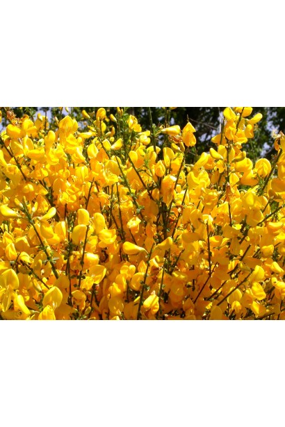 Желтые цветы Олголд украсят ваш ландшафтный дизайн.