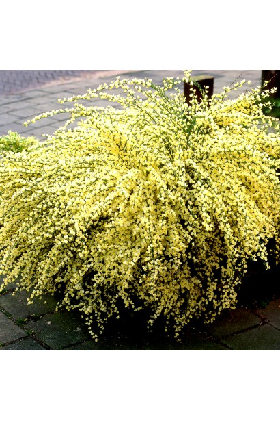 Cytisus praecox Allgold (yellow)