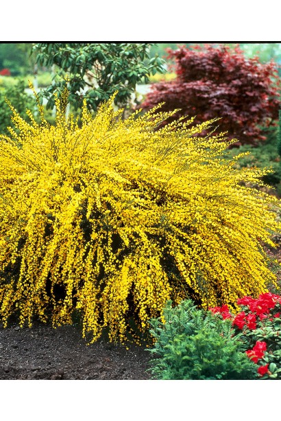 Ярко-желтые цветы Олголда в весеннее цветение.