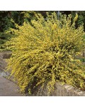 Рокитник ранній Олголд (жовтий) | Ракитник ранний Олголд (жёлтый) | Cytisus praecox Allgold (yellow)
