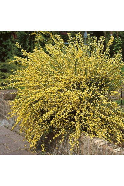 Ракитник ранний Олголд (жёлтый)
