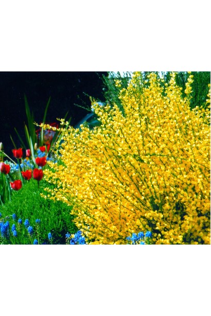 Куст Allgold добавляет солнечное настроение к композиции.