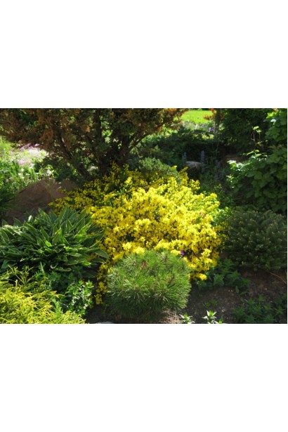 Работник Олголд создает золотистый акцент в саду.