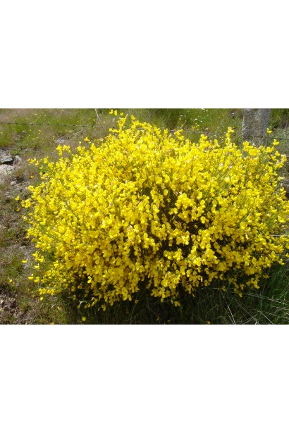 Ракитник ранний Олголд (жёлтый)