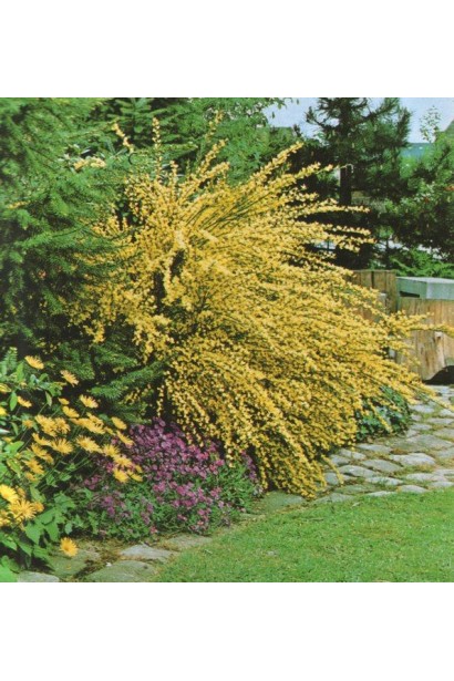 Куст Cytisus Allgold для весеннего упора в саду.