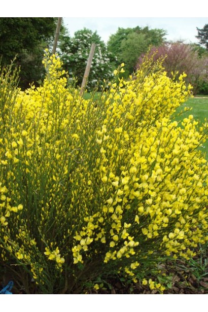 Компактный Олголд куст с золотыми цветами.