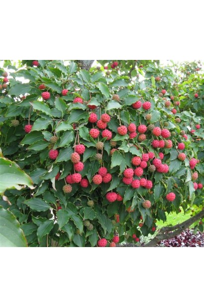 Дерен Коуза в ландшафте