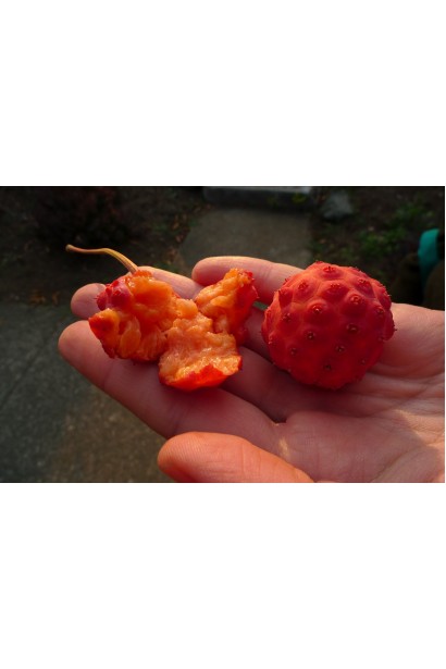 Cornus kousa ягоды похожи на малину