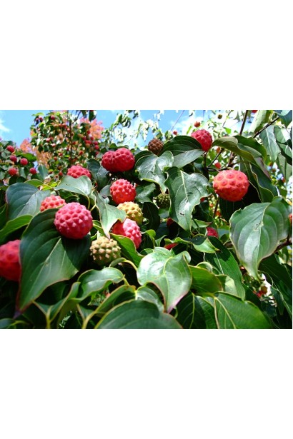 Дерен Коуса