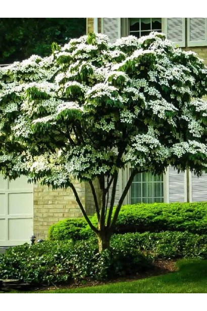 Дерен Коуза