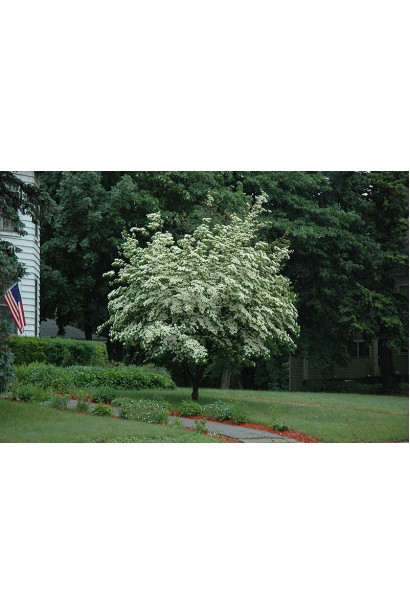 Дерен Коуза древовидный куст