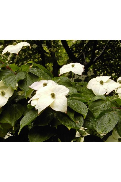 Корнус Коуза