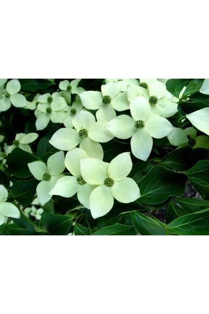 Дерен Коуза цветения