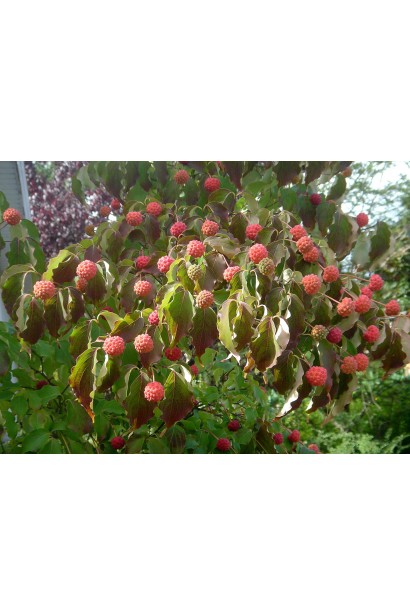 Дерен Коуза плоды