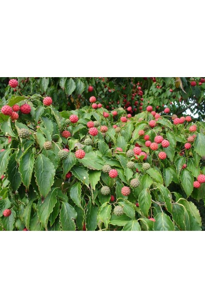 Дерен Коуза съедобные красные ягоды