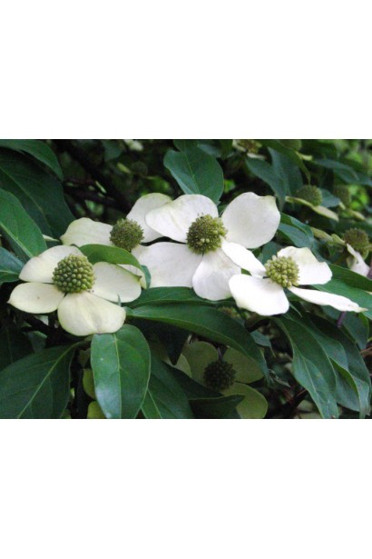 Зелено-белые цветы дерева коуза