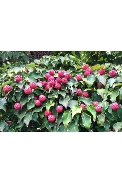 Дерен Коуза декоративные плоды