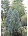 Ялівець скельний Мунглоу | Juniperus scopulorum Moonglow | Можжевельник скальный Мунглоу