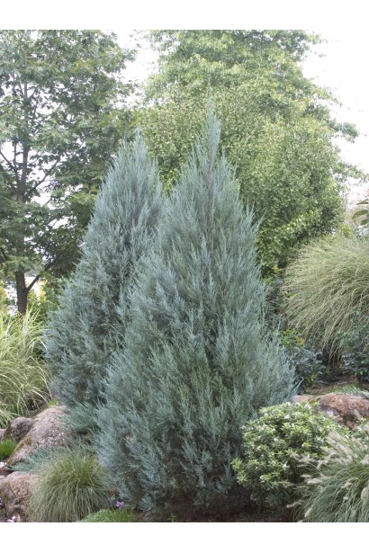 Можжевельник скальный Мунглоу