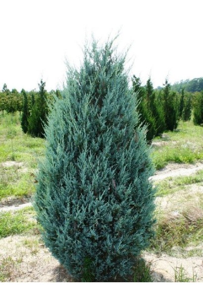 Можжевельник скальный Мунглоу - пирамидальное хвойное дерево с плотной кроной