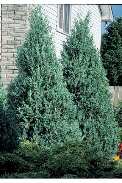 Можжевельник голубой Мунглоу