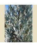Можжевельник скальный Мунглоу | Ялівець скельний Мунглоу | Juniperus scopulorum Moonglow