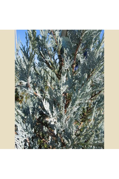 Можжевельник скальный Мунглоу - густая чешуйчатая серебристо-голубая хвоя