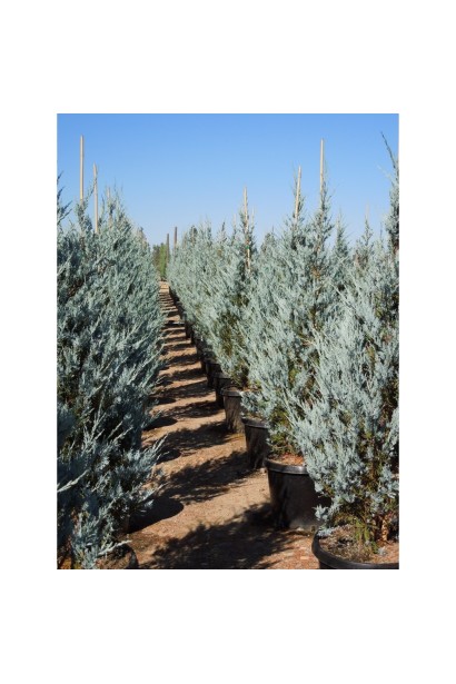 Можжевельник скальный Монглоу - саженцы в контейнерах