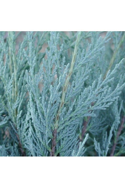 Можжевельник скальный Лунный сияние голубой сорт