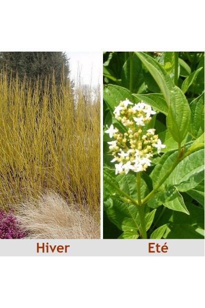 Дерен паростковий Flaviramea