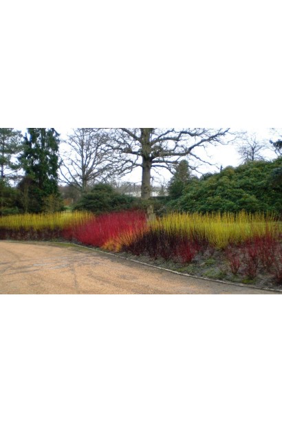 Корнус Флавірамеа міксбордер