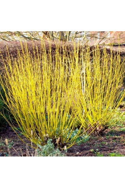 Дерен Флавірамеа жовті пагони восени