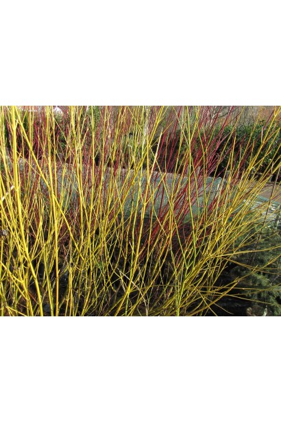 Дерен пагононосний Флавірамеа