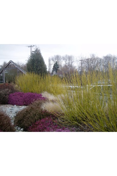 Cornus sericea Flaviramea