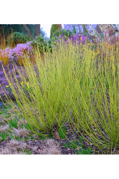 Дерен паростковий Флавірамеа