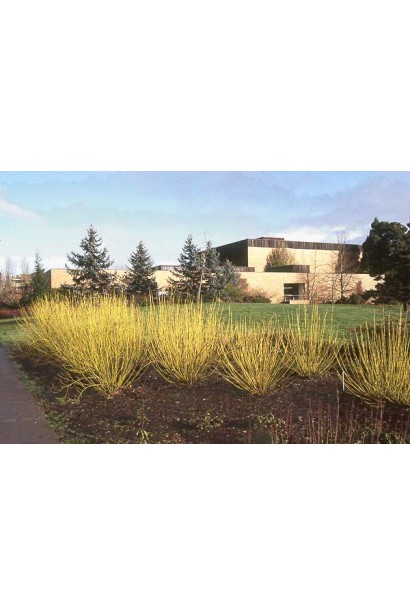 Кизил Флавірамеа