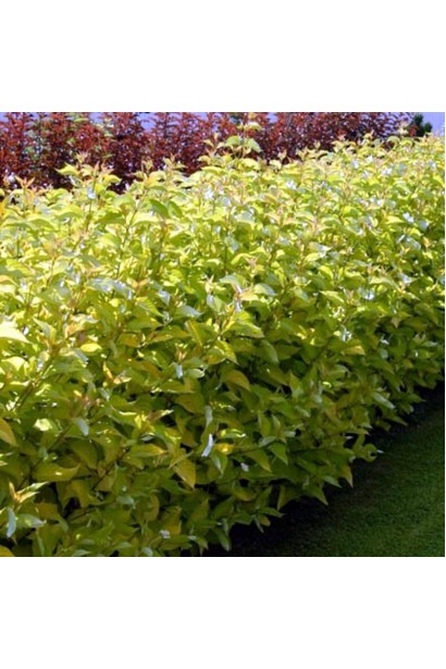 Дерен паростковий Флавірамеа низький живопліт