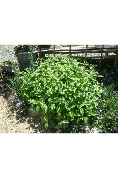 Дерен паростковий Флавірамеа кущ з округлою кроною