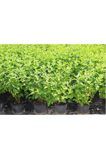 Дерен паростковий Флавірамеа саджанці в садовому центрі