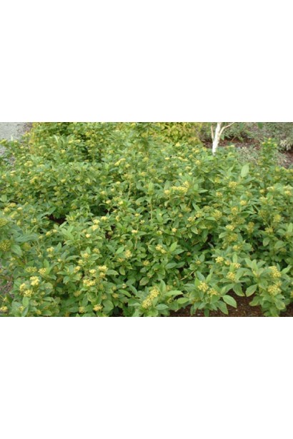 Дерен шовковий Флавірамеа