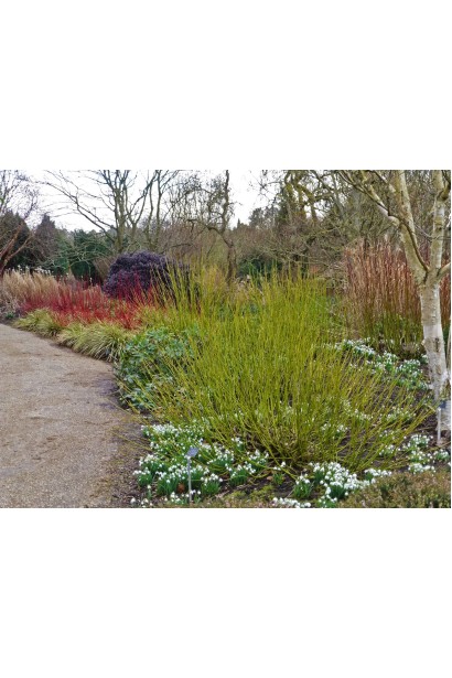 Свидина Флавірамеа в ландшафті