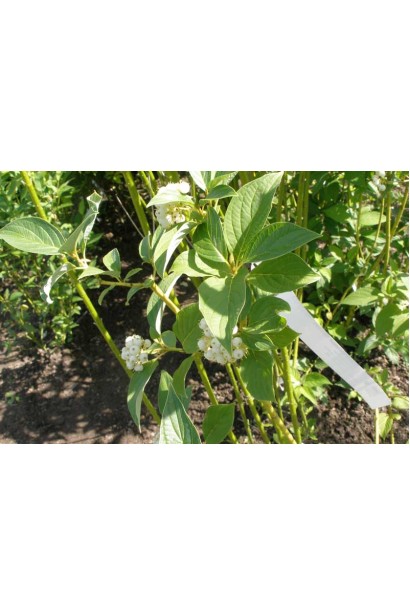 Дерен Флавірамеа світло-зелене листя