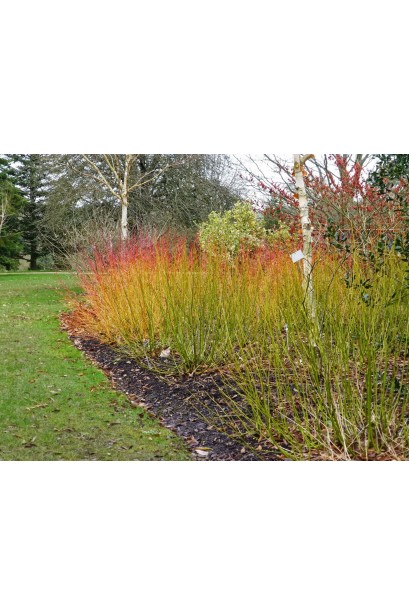 Cornus Flaviramea