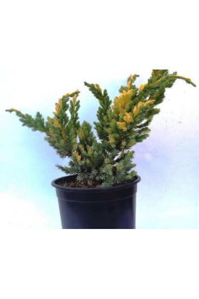 Juniperus squamata Golden Flame