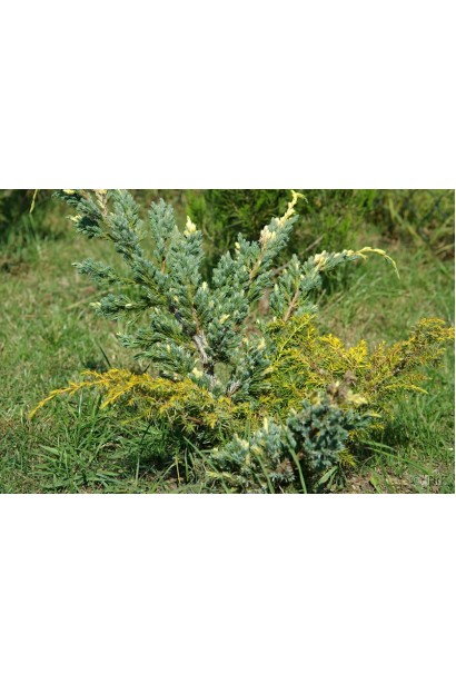 Juniperus squamata Golden Flame