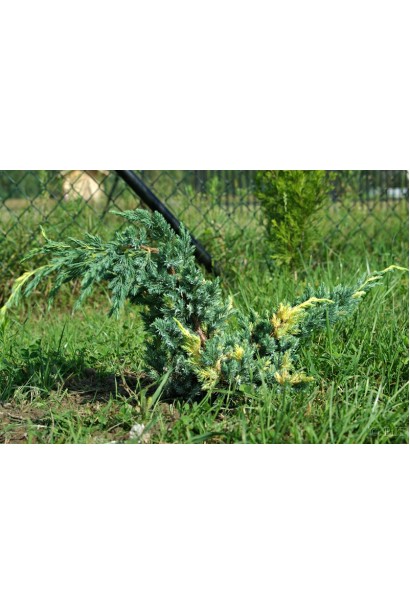 Можжевельник чешуйчатый Голден Флейм в ландшафте