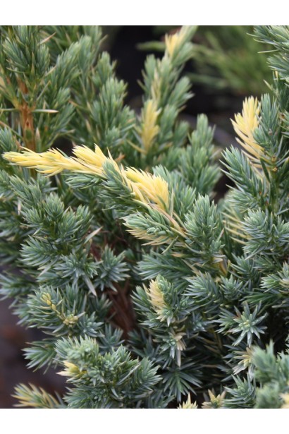 Можжевельник чешуйчатый Голден Флейм - хвоя густая, игольчатая, серебристо-голубая с кремовыми пятнами