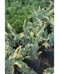 Можжевельник чешуйчатый Голден Флейм | Ялівець лускатий Голден Флейм | Juniperus squamata Golden Flame